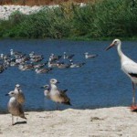 PP, PSOE y UPyD contrarios a modificar el proyecto de Ciudad Aeroportuaria para respetar los informes medioambientales