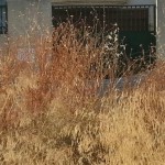 UPyD exige al Ayuntamiento que cumpla la Ordenanza de Limpieza Pública