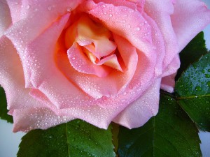 raindrop-rose-57478_640