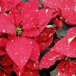 Cómo elegir una Poinsettia (Flor de Pascua) y como cuidarla para que nos vuelva a hacer las hojas rojas el año siguiente
