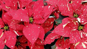 pascueros navidad