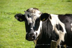 cow-234835_640