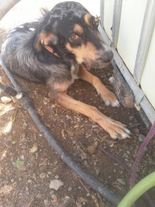 Nombre: Estrellita Edad aprox: 2 años Sexo: Hembra Esterilización: si Tets: no testada Carácter: una grandota de carácter tranquilo, se lleva bien con otros animales!!