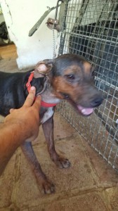 Nombre: Kiko Edad aprox: 10 meses Sexo: macho Esterilización: si Tets: positivo en leishmania Carácter: bueno con otros animales, cariñoso, necesita medicación para su enfermedad pero lo tiene muy controlado, aun muy pequeño y guapetón que solo quiere una oportunidad.