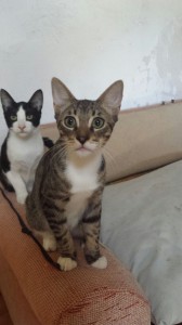 Adopción urgente!!! Estos pequeños están listos para adoptar, no dejes que sigan creciendo en el refugio, están desbordados y la situación cada vez será más crítica conforme vayan creciendo. Necesitan un hogar donde los cuiden y puedan ser felices!!! Se los da tú??