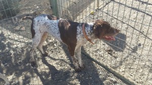 Nombre: Nika Edad aprox: 3 años Sexo: hembra Esterilización: si Tets: no testada Carácter: cariñosa, enérgica como su raza. Se lleva bien con otros perros pero no se lleva bien con gatos!!!!!