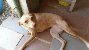 Nombre: Dory Edad aprox: 1 año Sexo: Hembra Esterilización: si Tets: negativa en leishmania Carácter: podenquita que se derrite nada más verte, carácter noble, le gusta ser el centro de atención cuando hay más animales, pequeña de tamaño y muy simpática. Ideal para achucharla y tener una perrita faldera.