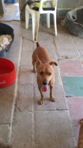 Nombre: Toby Edad aprox: 3 años Sexo: macho Esterilización: si Tets: no testado Carácter:: muy inquieto y nervioso, es de tamaño pequeño pero no para. Necesita mucha disciplina y una persona deportista que se lo pueda llevar a dar largos paseos. Se lleva bien con otros perros aunque es algo dominante.