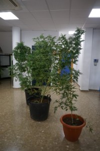 plantas de marihuana
