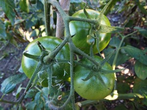 tomatoes-534409_640