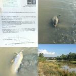 Peces muertos en el rio Guadalhorce