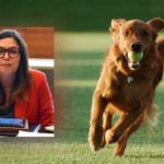 El PSOE propone la creación de una brigada cívica y campañas informativas para acabar con las cacas de perro en las calles