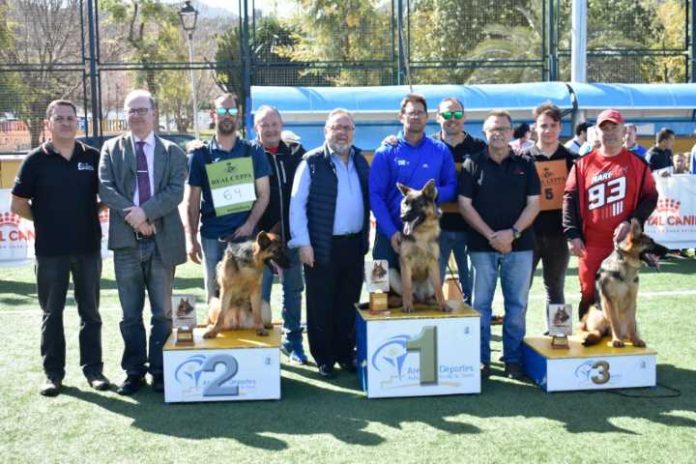 Más de 150 ejemplares de pastor alemán participan en la Exposición Monográfica Andalucía de CEPPA