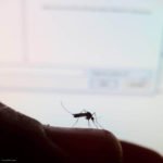 El PSOE pide al Ayuntamiento la fumigación de las larvas de mosquito tigre y la limpieza en cañaverales para erradicar sus picaduras