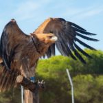 Algo más que Palabras: Prudencia, Amparo y Liberación