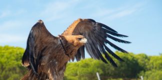 Algo más que Palabras: Prudencia, Amparo y Liberación