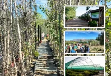 El Vivero de la Diputación suministra más de 23.000 árboles y plantas para proyectos ambientales