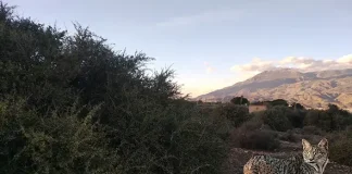 Al consejero Pacheco. Artos, linces y pedreas