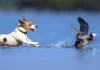 Espacios protegidos y perros por Moisés S. Palmero Aranda, Educador ambiental