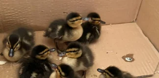 Pato, ¿cua?, la pardilla, avise al Consejero (Moisés S. Palmero Aranda, Educador ambiental)