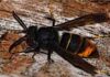 Avispa Asiatica