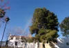 El Área de Medio Ambiente advierte del adelanto del ciclo de la procesionaria