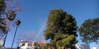 El Área de Medio Ambiente advierte del adelanto del ciclo de la procesionaria