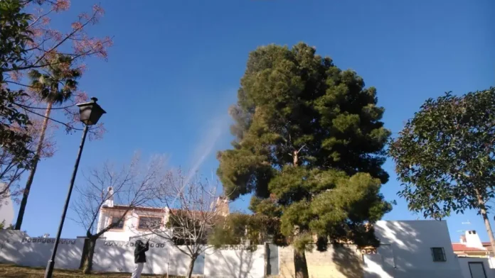 El Área de Medio Ambiente advierte del adelanto del ciclo de la procesionaria