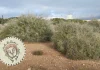 Medusa y el hombre con suerte por Moisés S. Palmero Aranda Educador ambiental