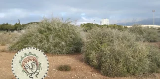 Medusa y el hombre con suerte por Moisés S. Palmero Aranda Educador ambiental