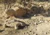 El Rey y el cocodrilo de Punta Entinas Por Moisés S. Palmero Aranda Educador ambiental