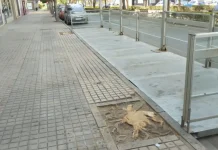 Sin árboles no quiero café Por Moisés S. Palmero Aranda Educador ambiental