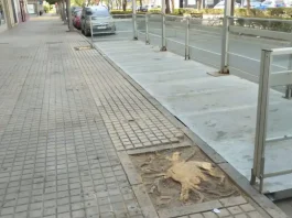 Sin árboles no quiero café Por Moisés S. Palmero Aranda Educador ambiental