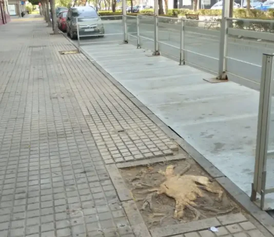 Sin árboles no quiero café Por Moisés S. Palmero Aranda Educador ambiental