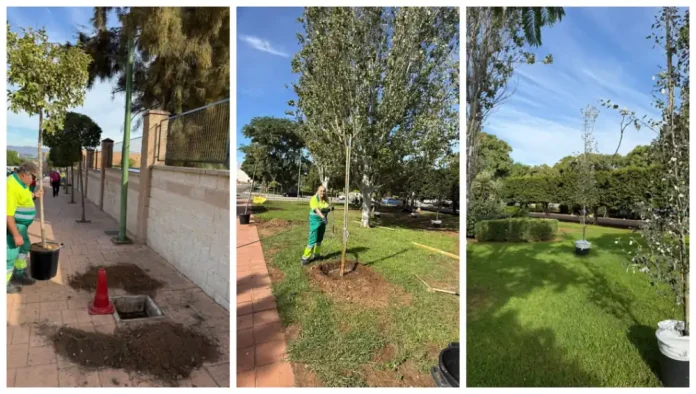 El Ayuntamiento planta nuevos árboles en las urbanizaciones de la zona sur