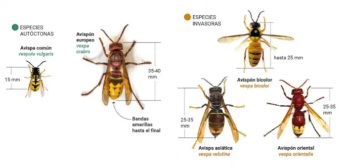 especies de avispas (autóctonas e invasoras)_10_22_2025