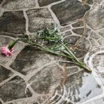 Tras el frío, vuelve la vida: cuidados para tu jardín y huerto