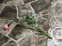 Tras el frío, vuelve la vida: cuidados para tu jardín y huerto