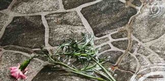 Tras el frío, vuelve la vida: cuidados para tu jardín y huerto