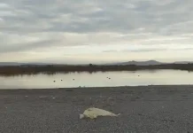 De cabreos, playas y humedales