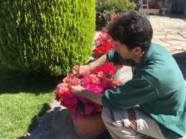 Cira Jardinería: Presentamos Nuestra Nueva Web