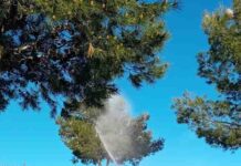 Nueva campaña de fumigación en Alhaurín de la Torre por la procesionaria Nueva campaña de fumigación en Alhaurín de la Torre por la procesionaria