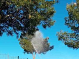 Nueva campaña de fumigación en Alhaurín de la Torre por la procesionaria