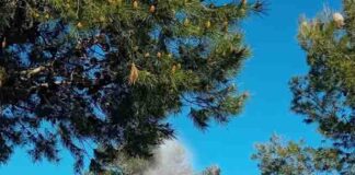 Nueva campaña de fumigación en Alhaurín de la Torre por la procesionaria