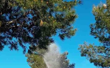 Nueva campaña de fumigación en Alhaurín de la Torre por la procesionaria