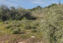 Arto, celebramos el Día de los Bosques
