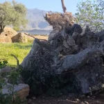 Prosopopeya del Abuelo Acebuche