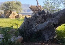 Prosopopeya del Abuelo Acebuche