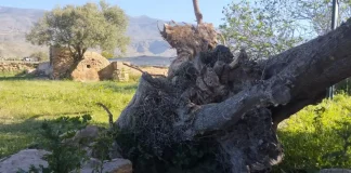 Prosopopeya del Abuelo Acebuche