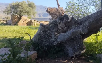 Prosopopeya del Abuelo Acebuche